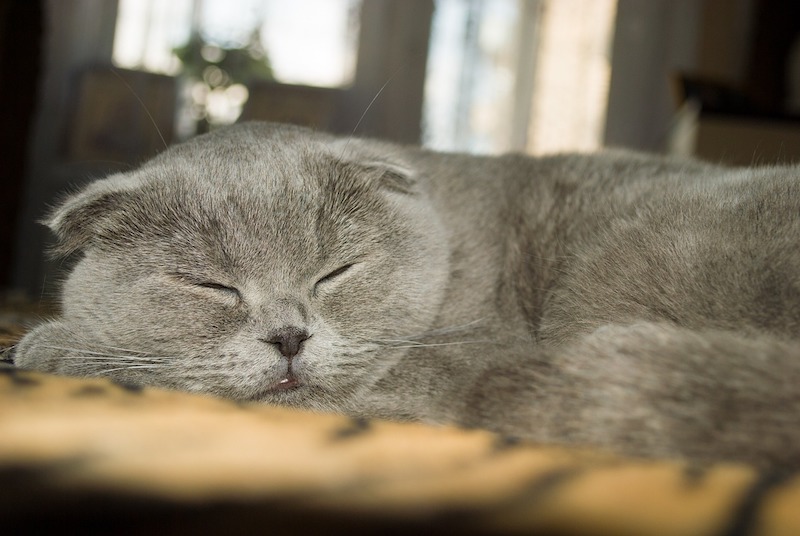 Scottish Fold: uvolněná elegance 